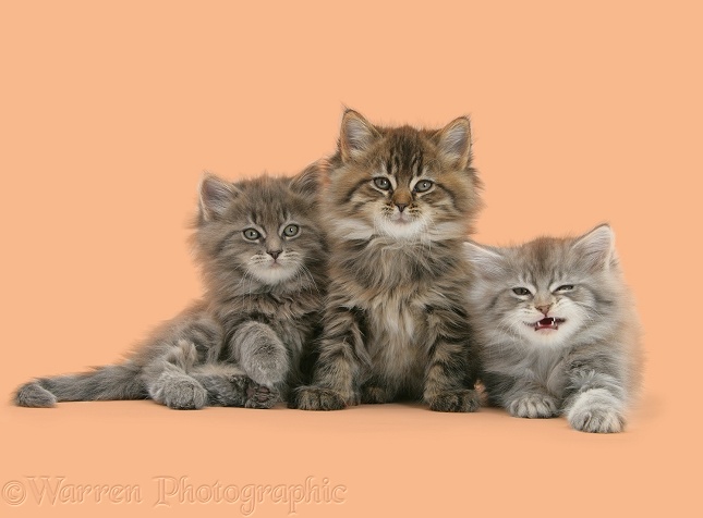 Three Maine Coon kittens, 7 weeks old, white background