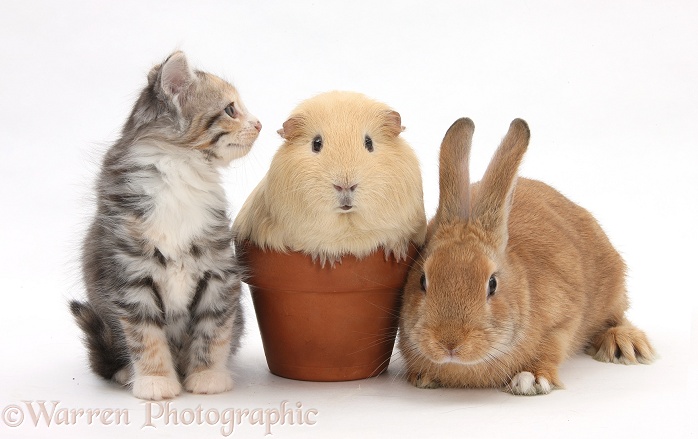 Sandy rabbit and tabby tortoiseshell Maine Coon-cross kitten, 7 weeks old, with yellow guinea pig in a flowerpot, white background