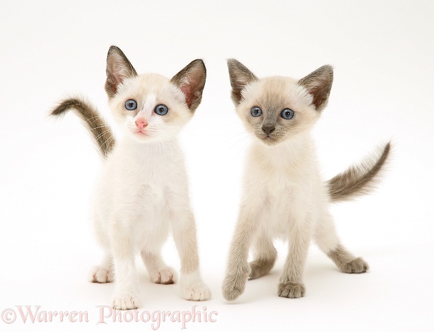Siamese-cross kittens, white background