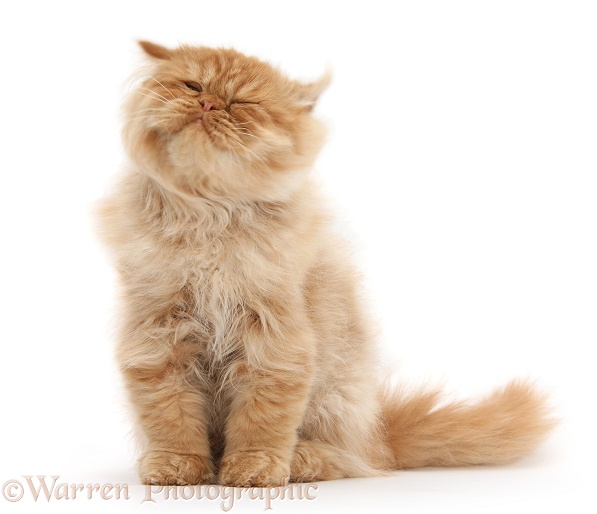 Ginger Persian male kitten, Jeffrey, 15 weeks old, sitting and shaking his head, white background
