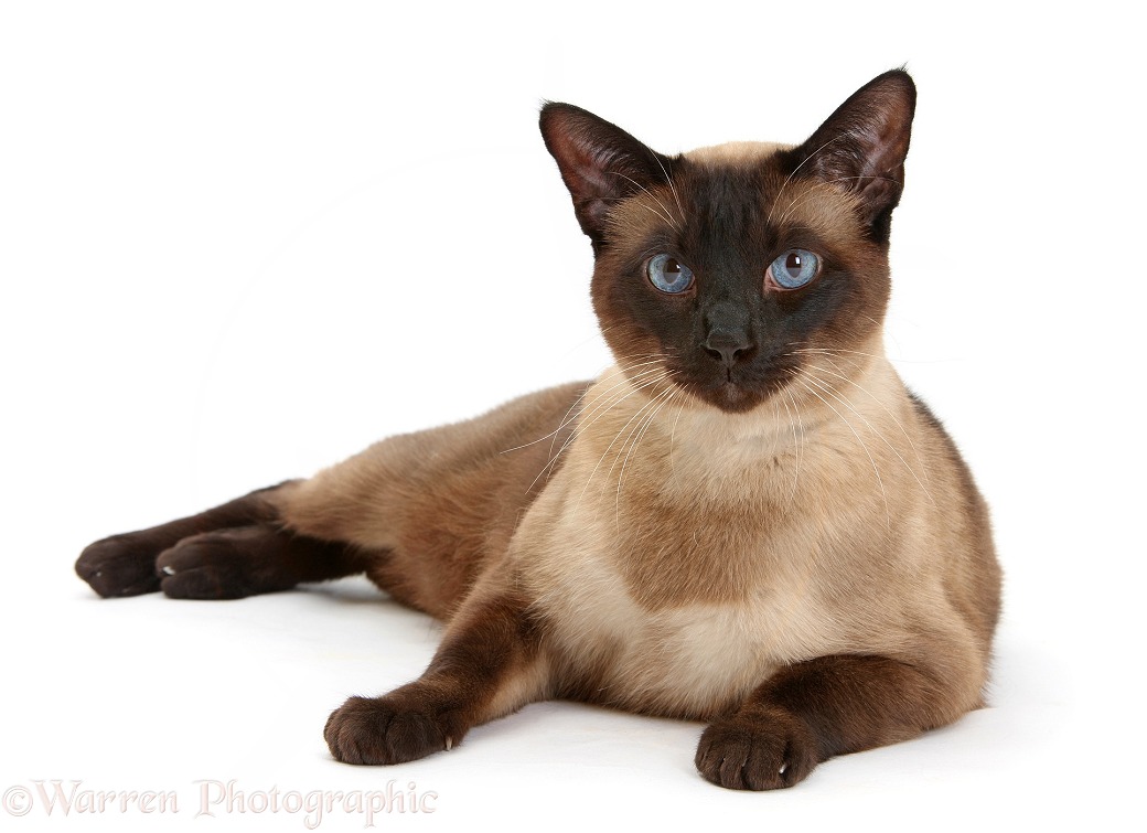 Seal point Siamese-cross cat, Chico, white background