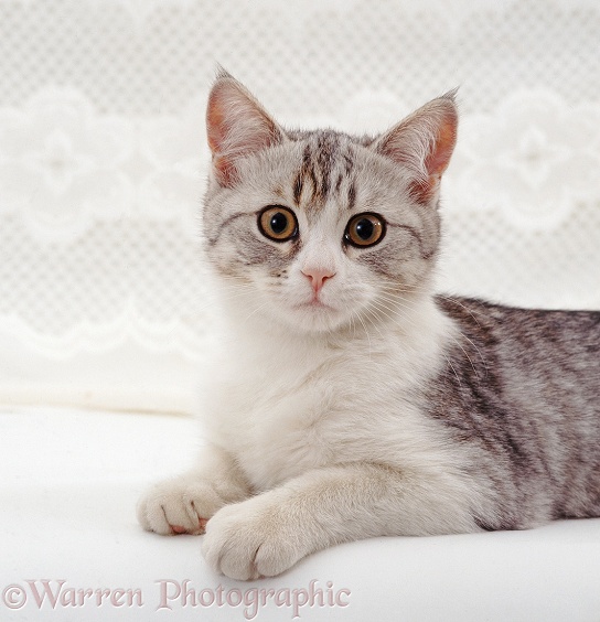 Portrait of silver-and-white cat, Petal, white background