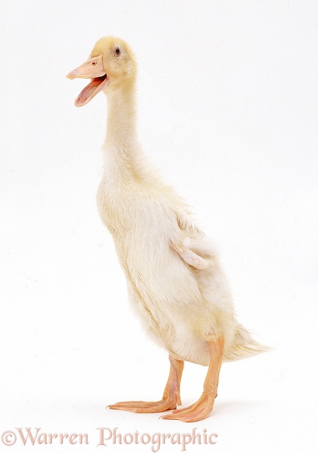 Indian Runner duck, quacking, white background