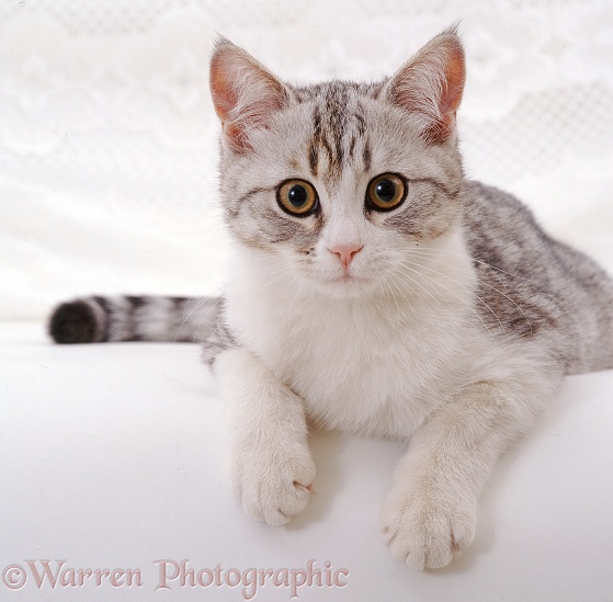 Portrait of Silver tabby-and-white cat, Petal, white background