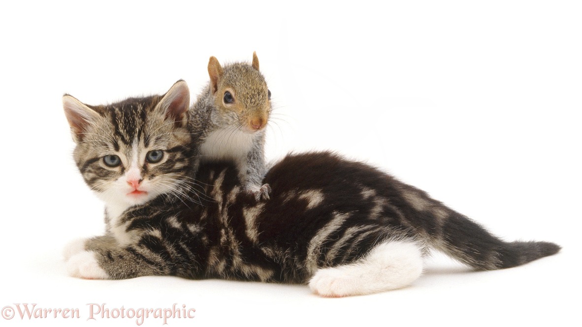Tabby Kitten and Grey Squirrel (Sciurus carolinensis), white background