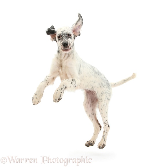 Blue Belton English Setter pup, Belle, 16 weeks old, leaping around, white background