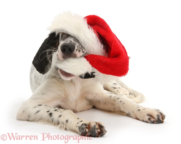 Blue Belton English Setter pup, Belle, 16 weeks old, wearing and chewing a Father Christmas hat, white background