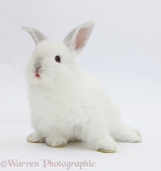 Young white rabbit, white background