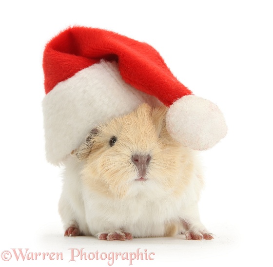 Baby Guinea pig wearing a Father Christmas hat, white background