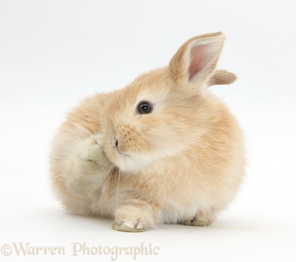 Young Sandy rabbit scratching, white background