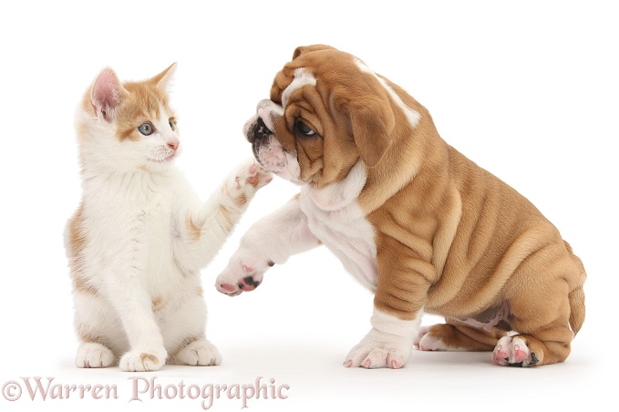 Bulldog pup, 8 weeks old, with ginger-and-white kitten, white background