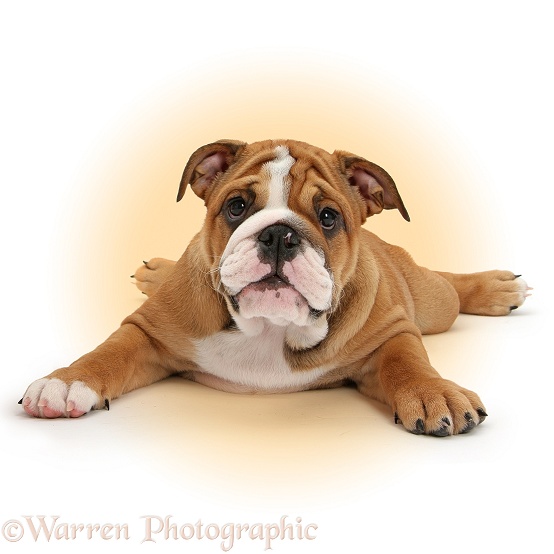 Bulldog pup, 11 weeks old, lying with head up, white background