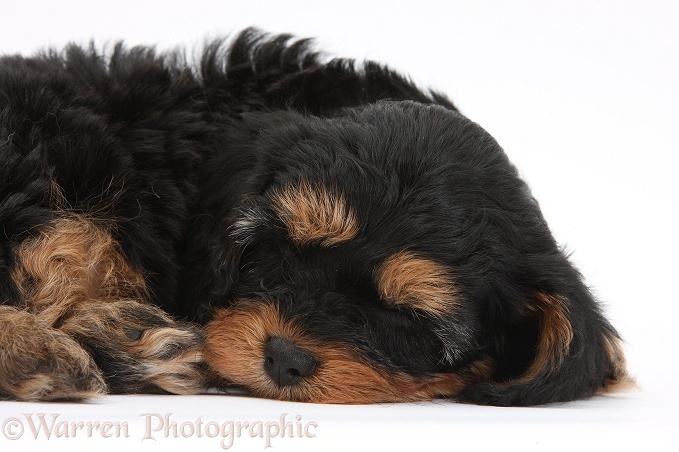 Sleeping black-and-tan Cavapoo pup, white background
