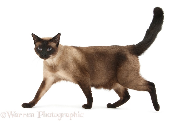 Seal point Siamese-cross cat, Chico, walking across, white background
