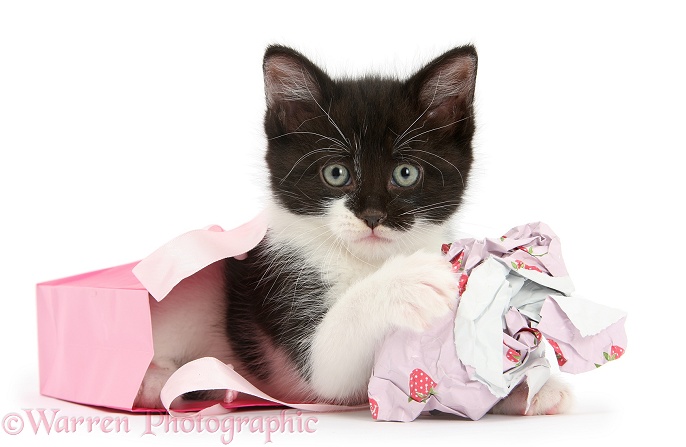 Black-and-white kitten playing with gift bag and wrapping paper, white background