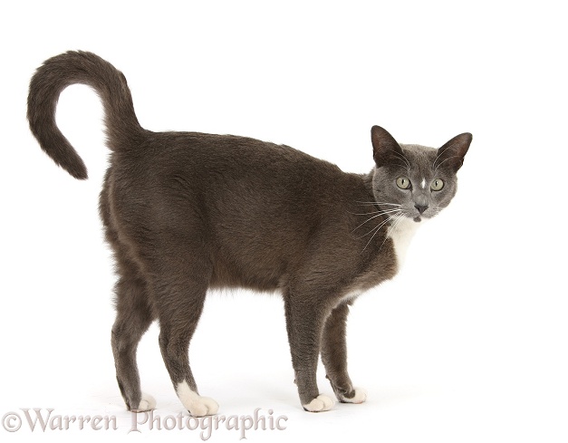 Blue-and-white Burmese-cross cat, Levi, standing, with arched back, white background