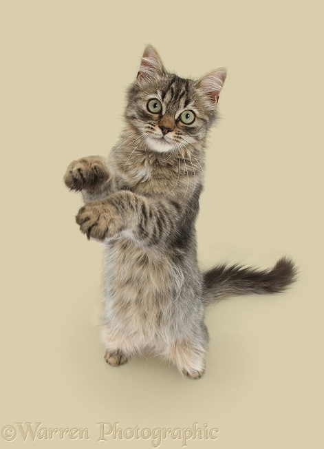 Tabby kitten, Beebee, 5 months old, standing up with raised paws, white background