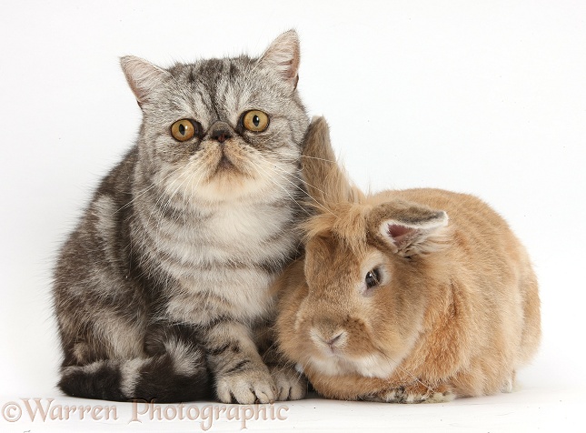 Silver tabby Exotic male cat, Bugsie, 5 years old, and Lionhead-cross rabbit, white background