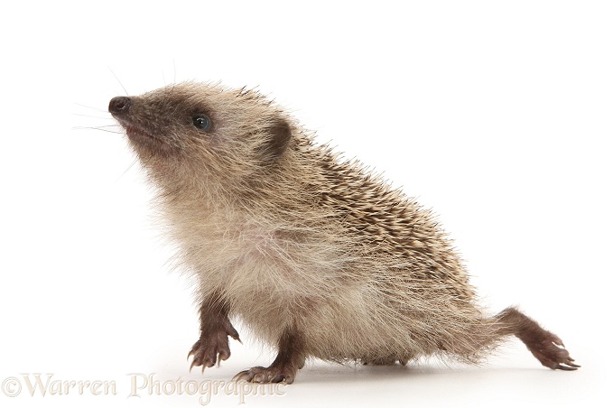 Baby Hedgehog (Erinaceus europaeus), white background