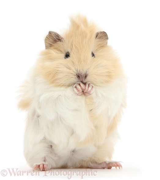 Young cinnamon-and-white Guinea pig, washing paws, white background