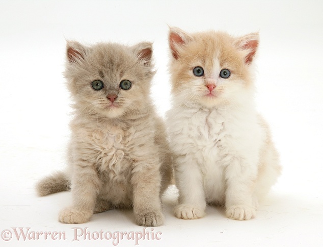 Ginger-and-white and lilac-tortoiseshell Persian-cross kittens, white background