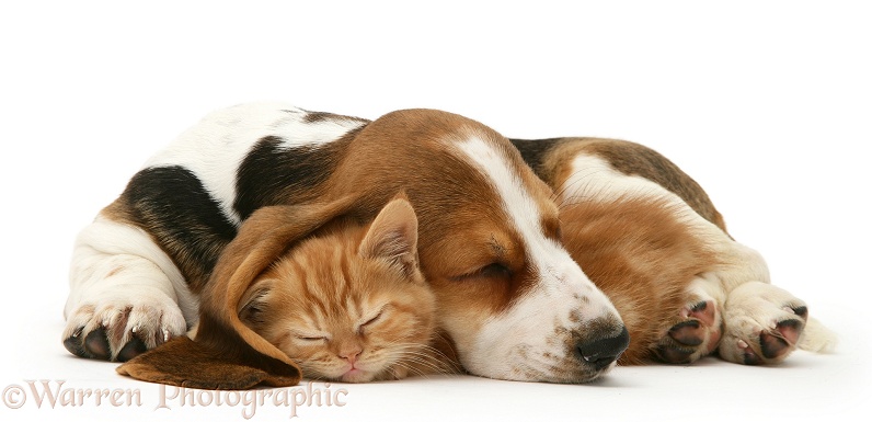 Ginger kitten asleep under the ear of a sleeping Basset pup, white background