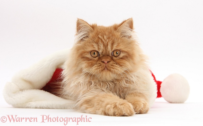 Ginger Persian male kitten, Jeffrey, 15 weeks old, in a Father Christmas hat, white background