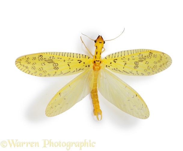 Dobsonfly (Chloronia mexicana), white background