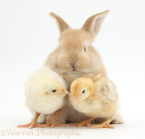 Cute sandy bunny and yellow bantam chicks, white background