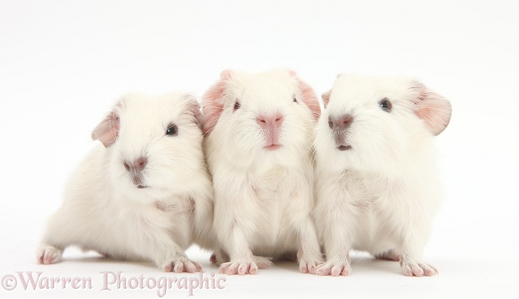 Three new white baby Guinea pigs, white background