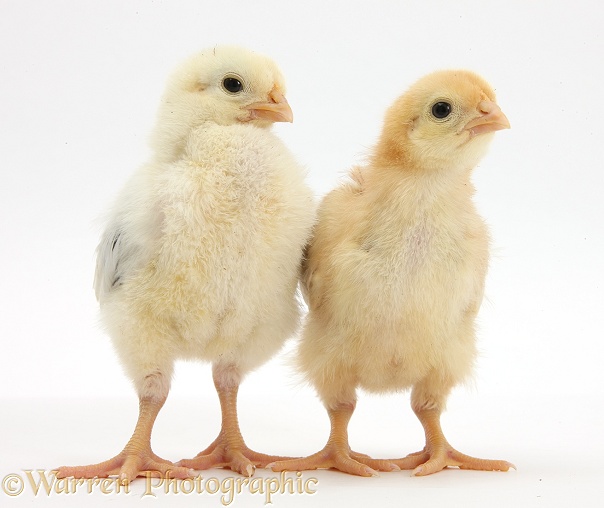 Yellow Bantam chicks, white background