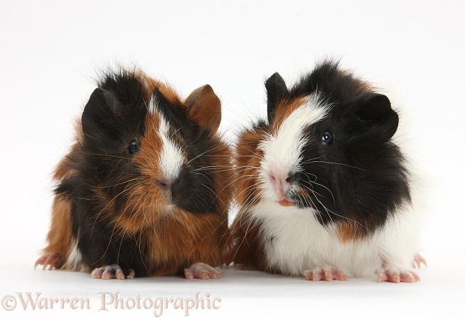 Young tricolour Guinea pigs, white background