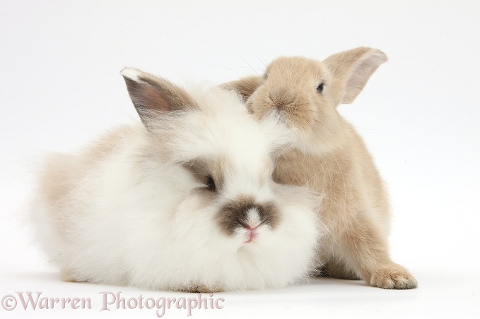 Fluffy and smooth young rabbits, white background