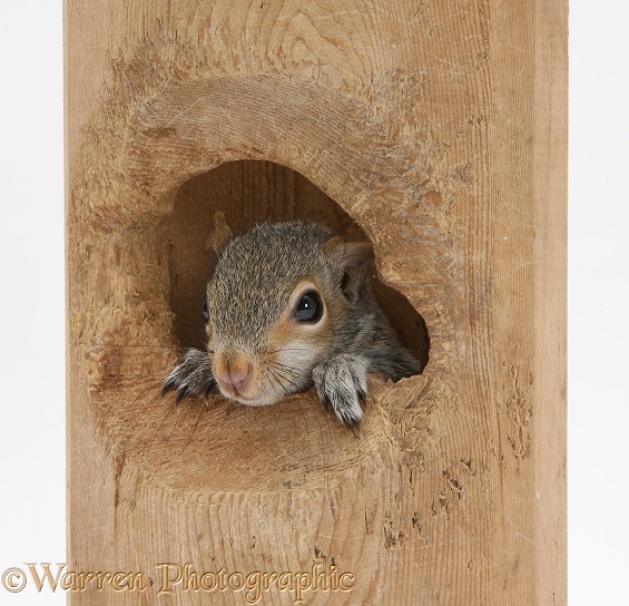 Young Grey Squirrels (Sciurus carolinensis) looking out of a hole in a hollow bit of wood, white background