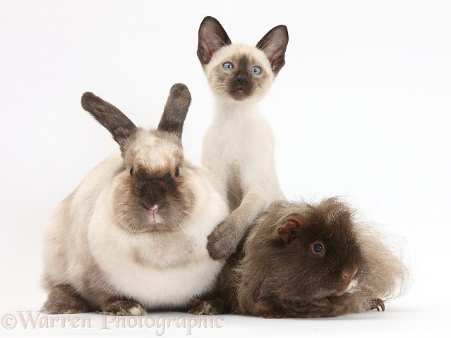 Colourpoint rabbit, Shaggy Guinea pig and Siamese kitten, 10 weeks old, white background