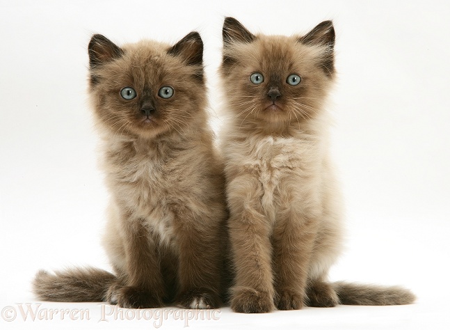 Chocolate Birman-cross kittens, white background