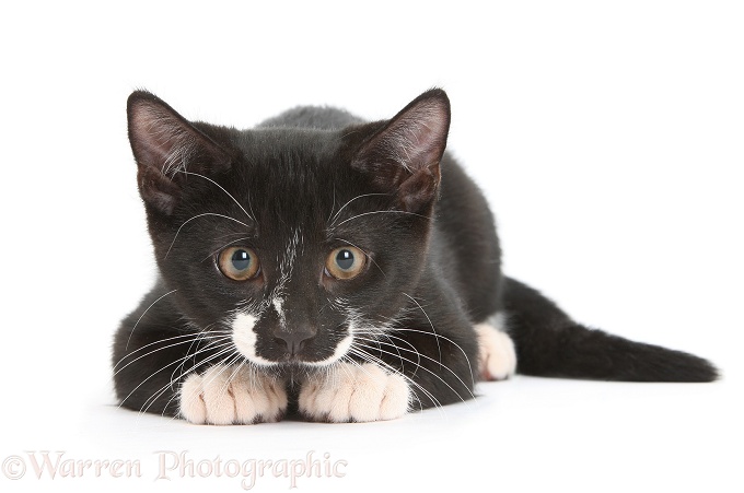 Black-and-white male kitten, Tuxie, 3 months old, intently watching and getting ready to pounce, white background