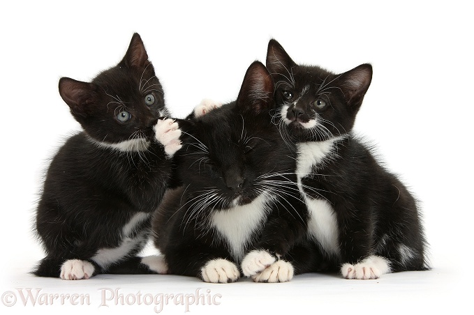 Black-and-white tuxedo mother cat and two kittens, 7 weeks old, white background