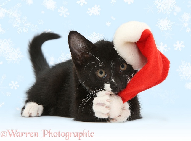 Black-and-white tuxedo kitten, Tuxie, 10 weeks old, clawing the bobble of his Father Christmas hat, white background