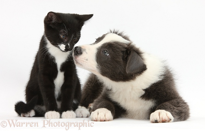 Blue-and-white Border Collie pup and black-and-white tuxedo kitten, Tuxie, 11 weeks old, white background