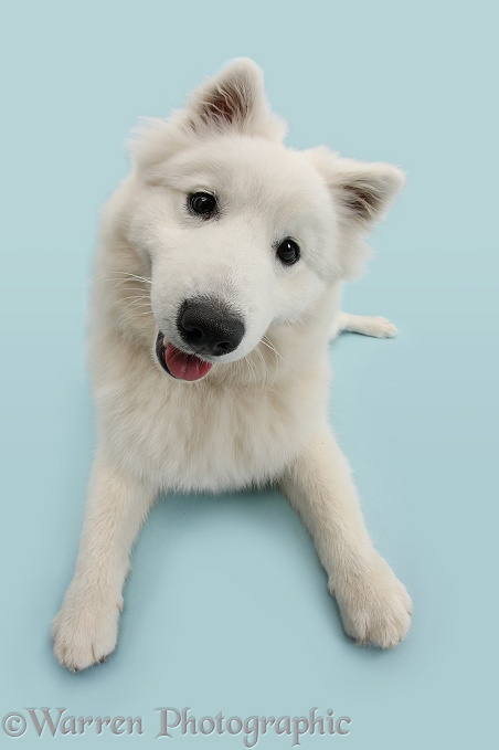 White Japanese Spitz dog, Sushi, 6 months old, on blue background
