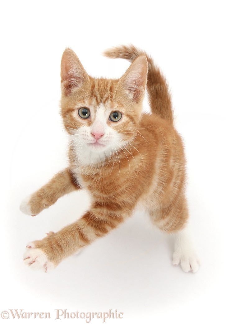Ginger kitten, Ollie, 10 weeks old, standing up and reaching with one paw, white background
