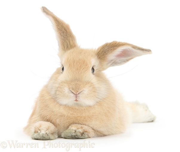 Sandy rabbit lying stretched out, white background