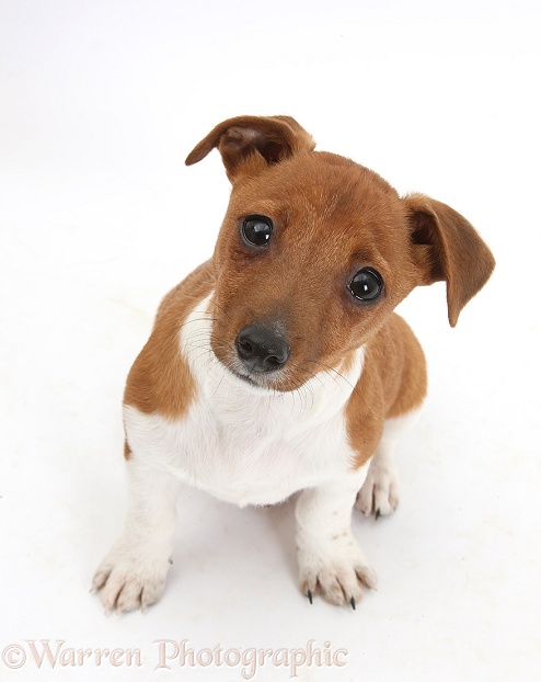 Jack Russell Terrier x Chihuahua pup, Nipper, sitting and looking up, white background