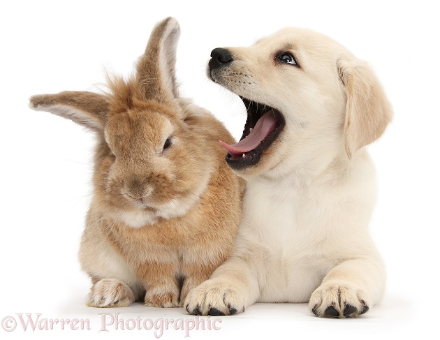 Yellow Labrador Retriever puppy, 8 weeks old, yawning in Lionhead-cross rabbit, Tedson's ear, white background
