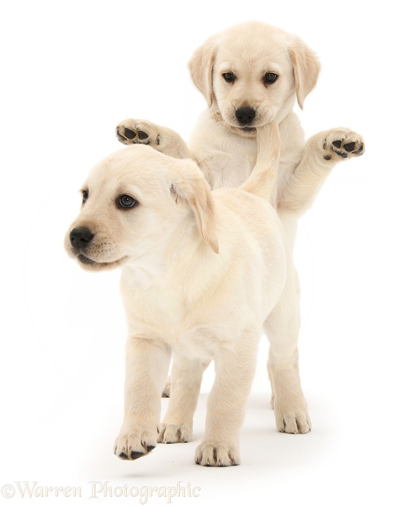Playful Yellow Labrador Retriever puppies, 8 weeks old. One has caught hold of the other's tail, white background