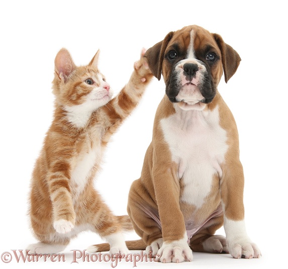 Cheeky ginger kitten, Ollie, 10 weeks old, reaching up and batting the ear of Boxer pup, white background