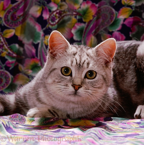 Portrait of silver tabby male cat, Butterfly, 6 months old