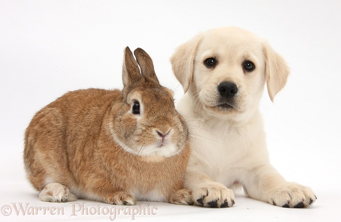 Yellow Labrador Retriever puppy, 8 weeks old, with Netherland dwarf-cross rabbit, Peter, white background