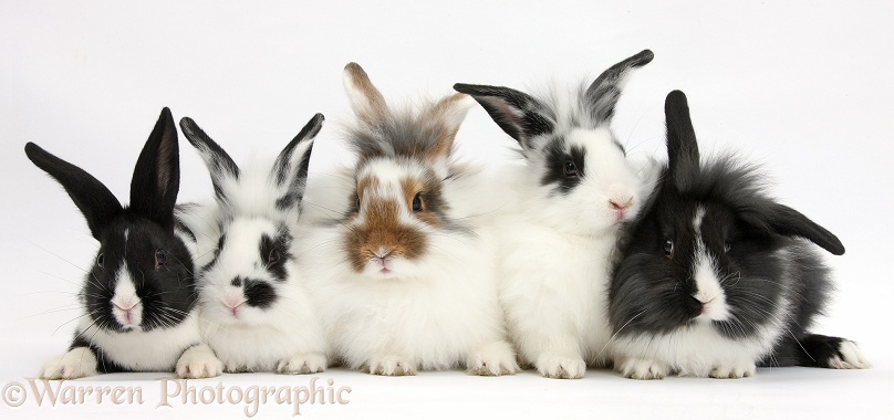 Five young Lionhead-cross rabbits, white background